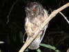 A Brazilian BelÃ©m screech owl (Megascops ater)