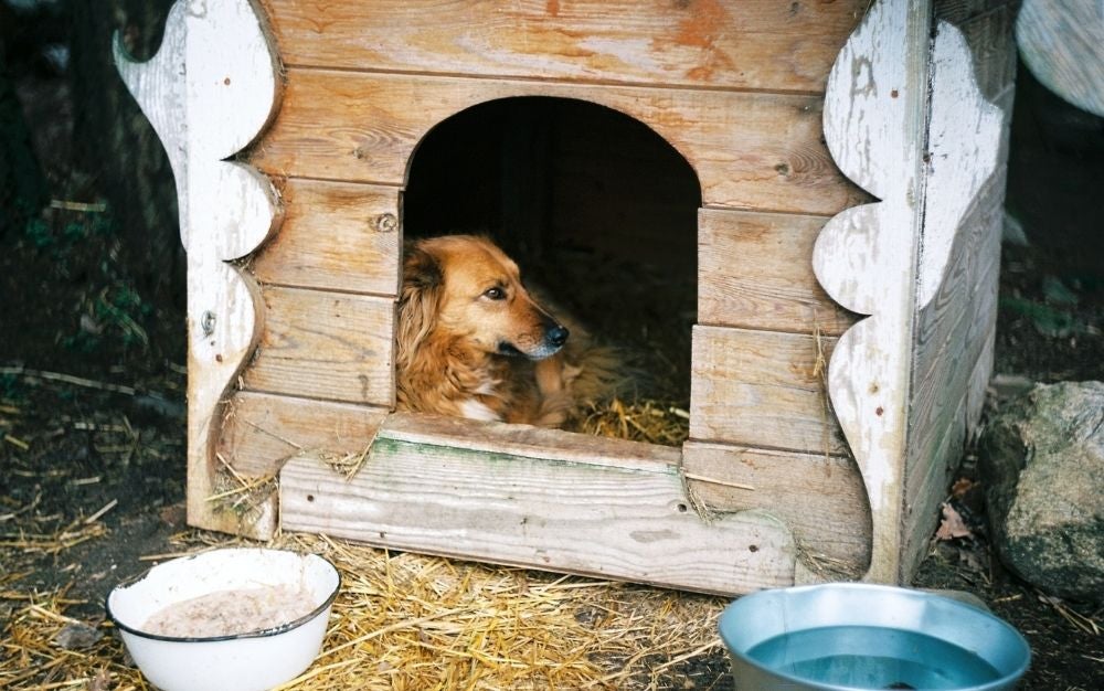 A brown dog standing inside the wooden dog house outdoor
