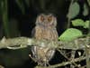 A Xingu Brazilian screech owl