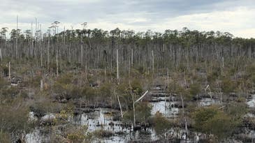 ‘Ghost forests’ are spreading across US coastal regions