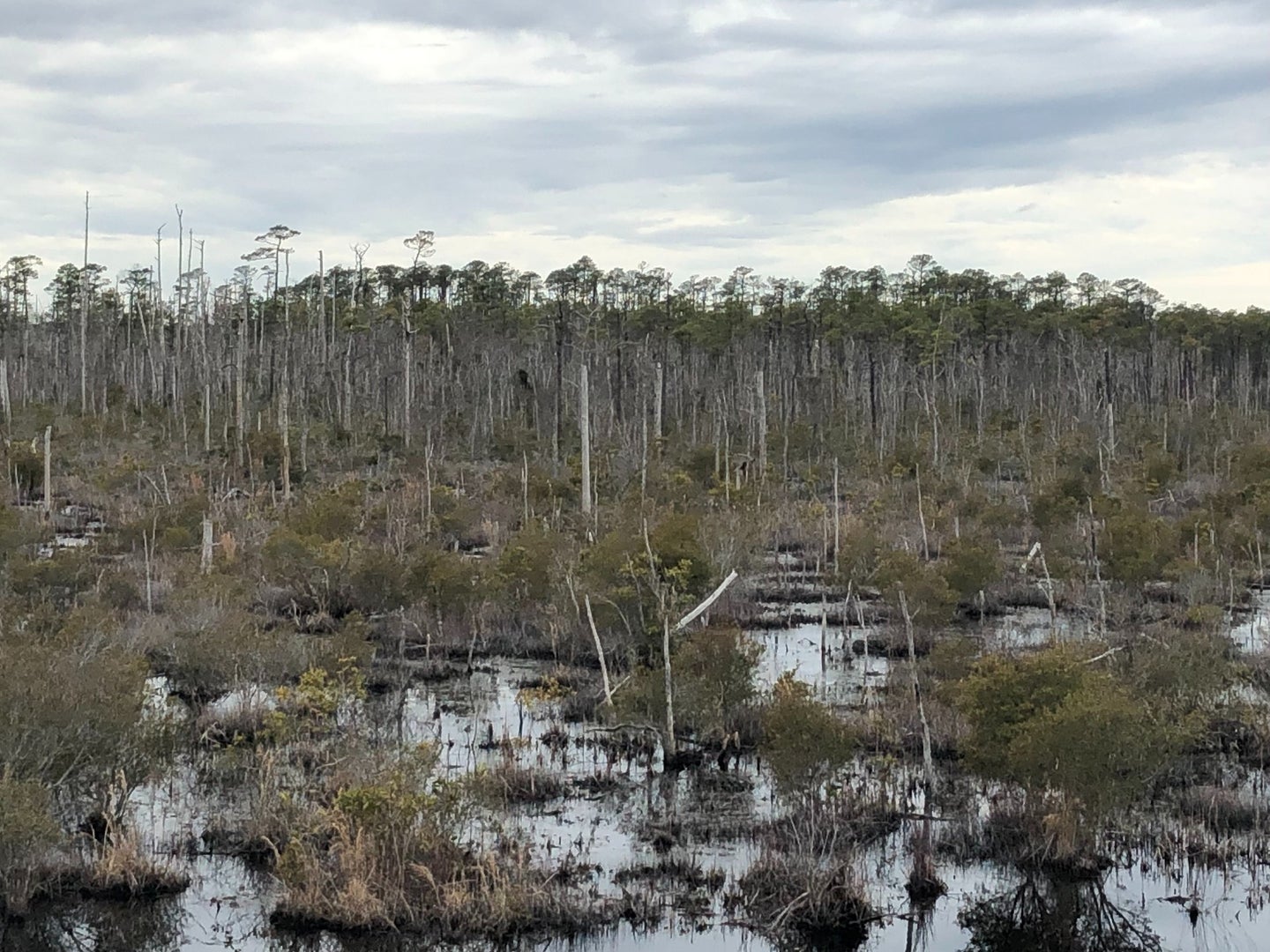 Using satellite images from the U.S. Geological Survey, researchers found that between 1985 and 2019, up to 11 percent of the area once covered by forest had deteriorated into “ghost forests." 