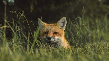 A fox sitting in some grass.