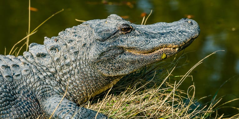 How to avoid an alligator encounter—and what to do if you can’t