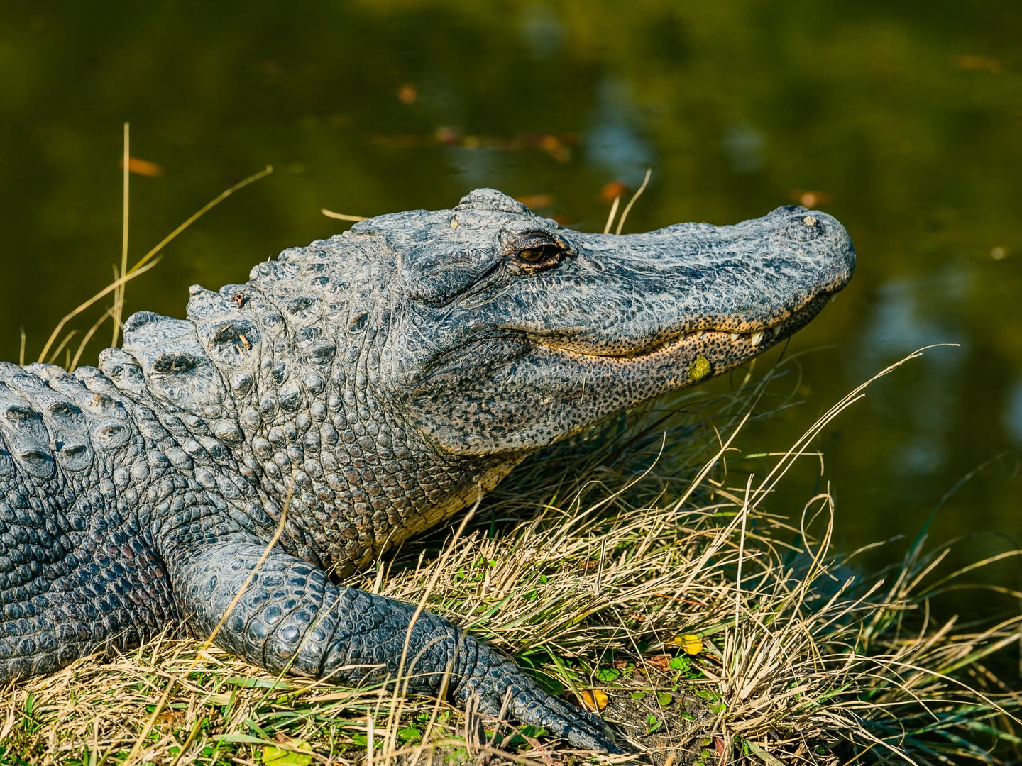 An alligator resting on a grassy bank near a body of water.