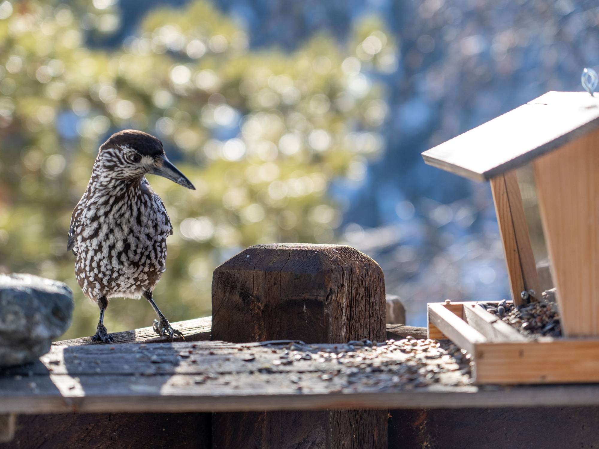 Salmonella could be lurking at your bird feeders and baths. Here’s how to clean them.