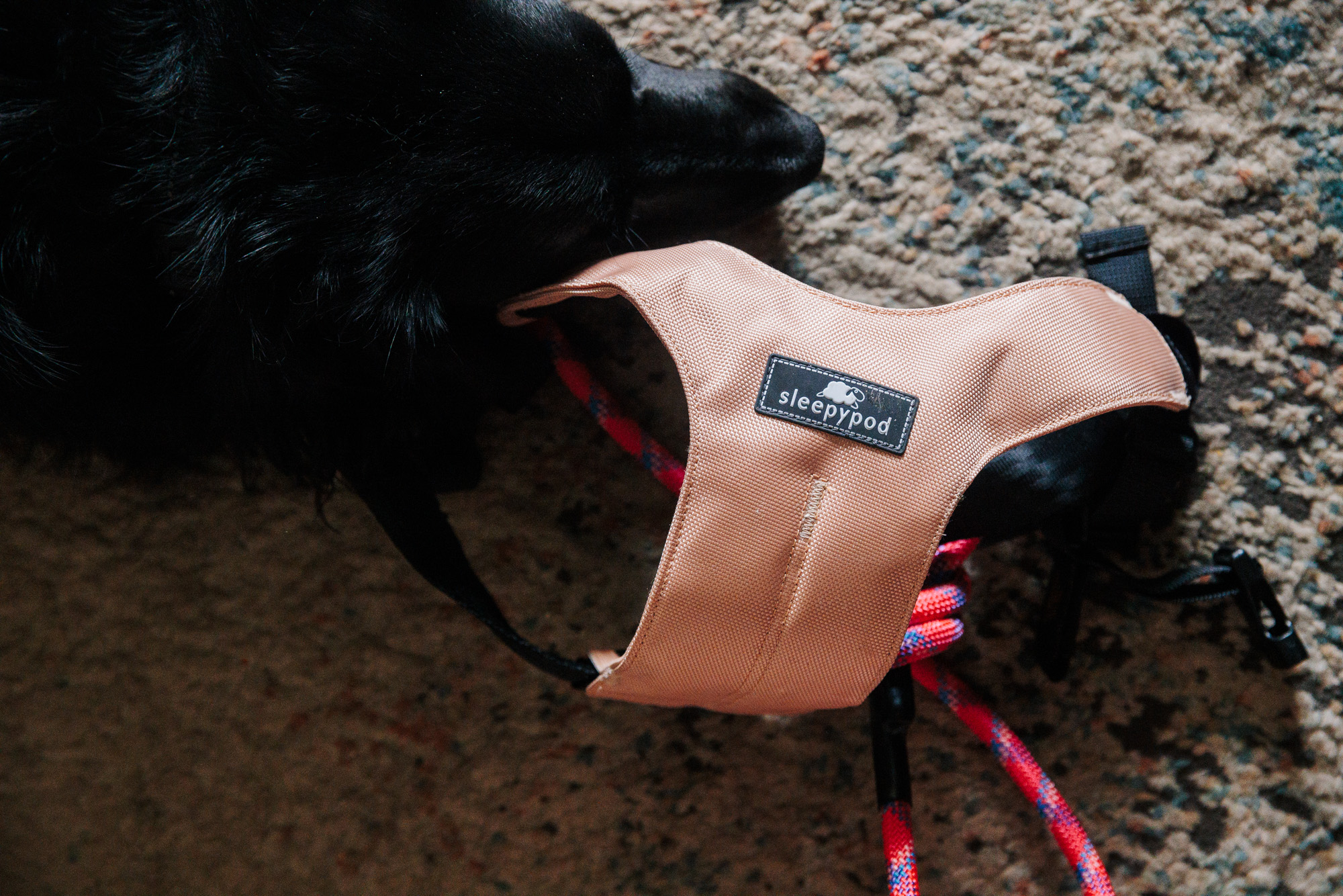 The best dog harnesses in 2024