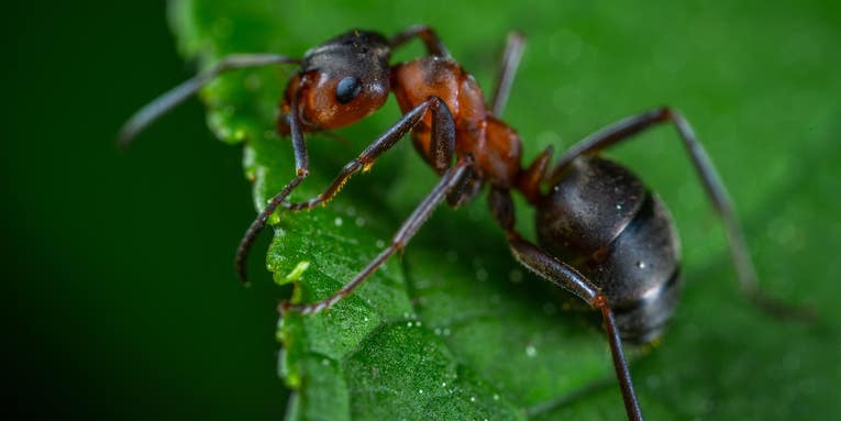 In the battle for the crown, Indian jumping ants shrink and regrow their brains
