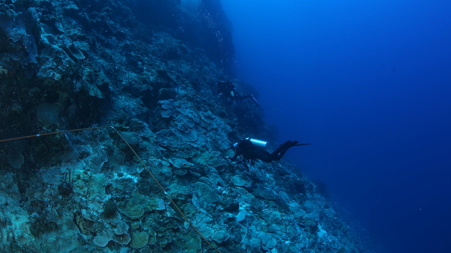 Two divers collect coral samples from reef.