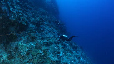 How divers found 4 new coral species, hidden in plain sight