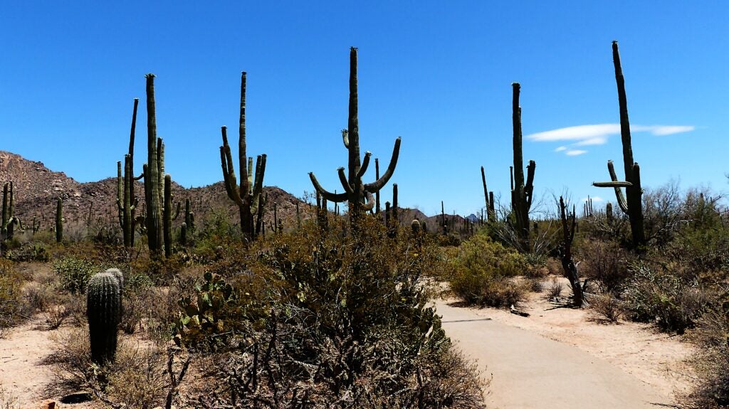 saguaro cacti in arizona
