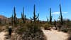 saguaro cacti in arizona