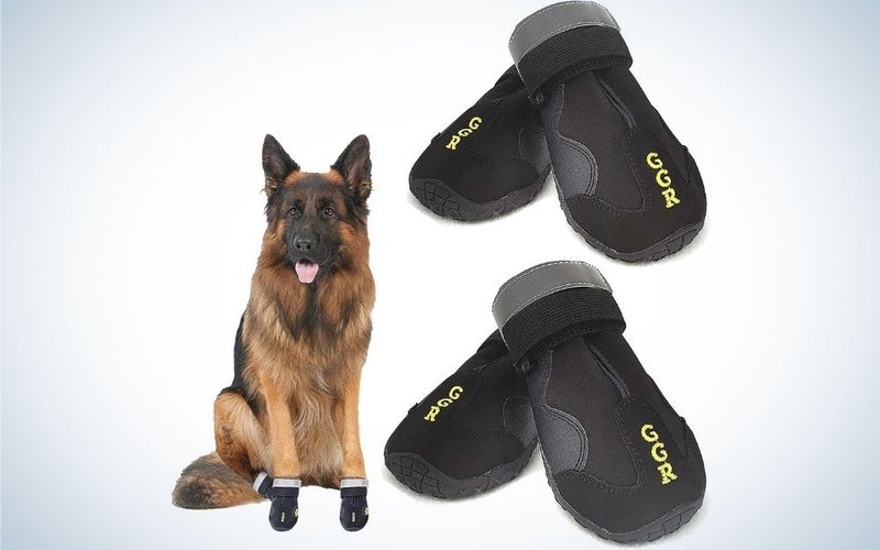 Two black pair of dog socks and a brown dog standing on the picture.