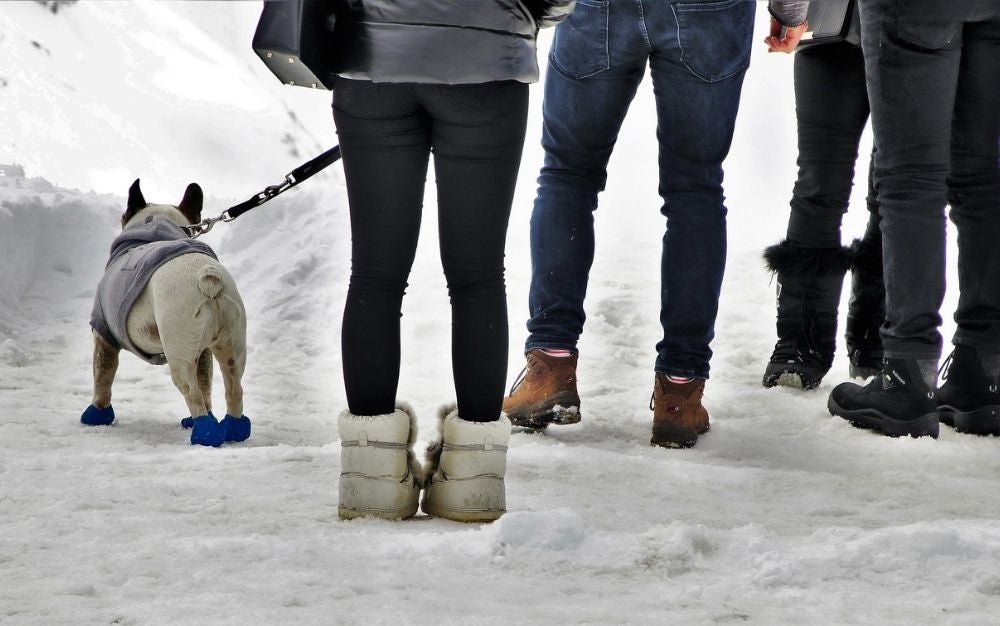 Some people walking with boots on the snow with a dog under them wearing dog snow boots.