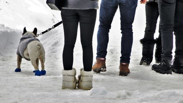 Some people walking with boots on the snow with a dog under them wearing dog snow boots.