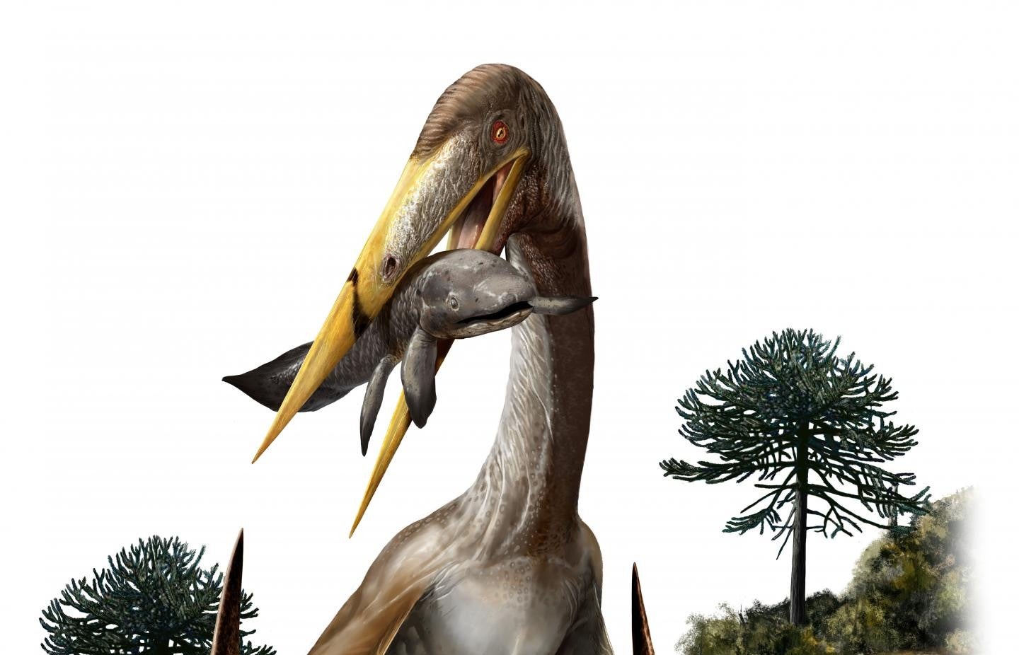 An artist's rendering of a pterosaur (Alanqa saharica).

