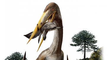 The biggest animal ever to fly was a reptile with a giraffe-like neck