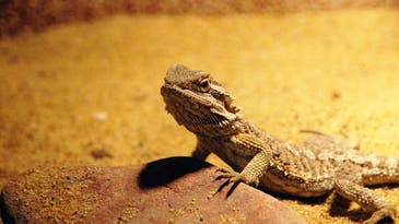 High temperatures can cause embryonic bearded dragons to change sex