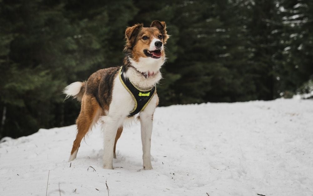 The best dog harnesses of 2023