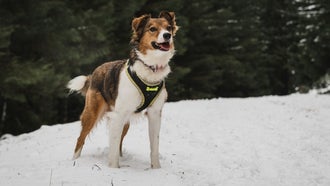 Best dog harnesses of 2022