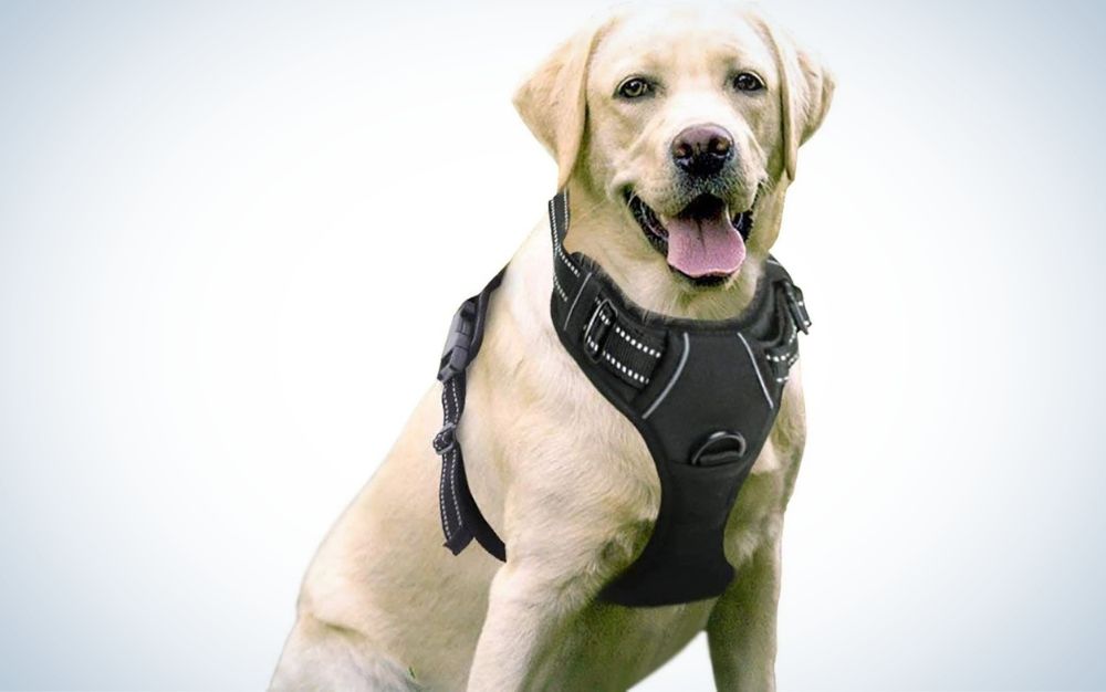 Dog wearing a black dog harness