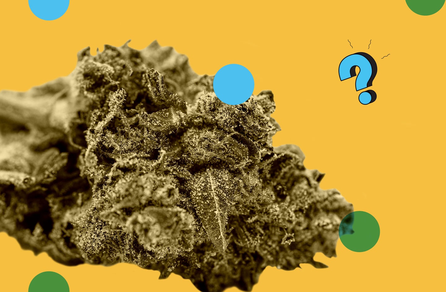 Cannabis buds over top of the Ask Us Anything logo for a podcast about whether you can overdose on weed.