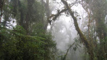 Why forests in the Andes are crucial to fighting climate change