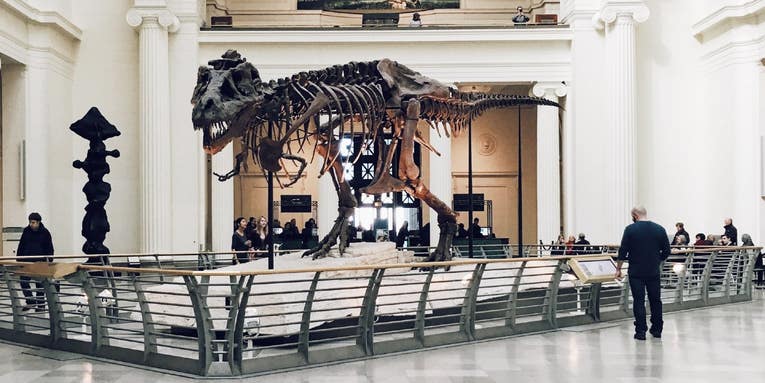 The T. rex ‘dynasty’ reigned for more than 125,000 generations