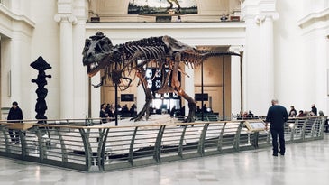 Dinosaur bones in museum.