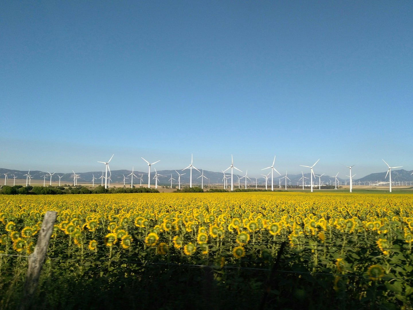 Wind turbines behind a sunflower field