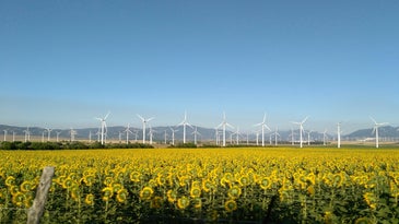 Wind turbines behind a sunflower field