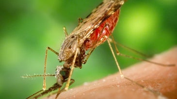 A closeup of a mosquito