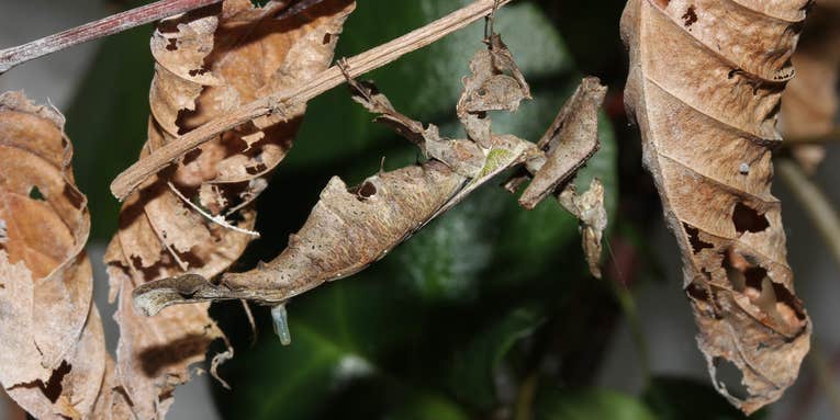 This female praying mantis has a persuasive body part it uses to find mates