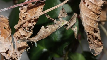An image of the praying mantis surrounded by leaves.