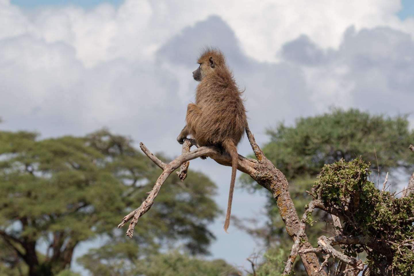 Baboon sits on a tree branch in Kenya.