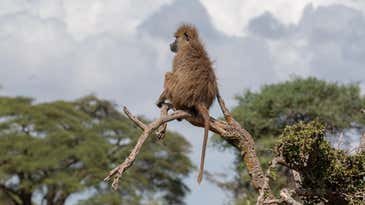 Baboon poop shows how chronic stress shortens lives