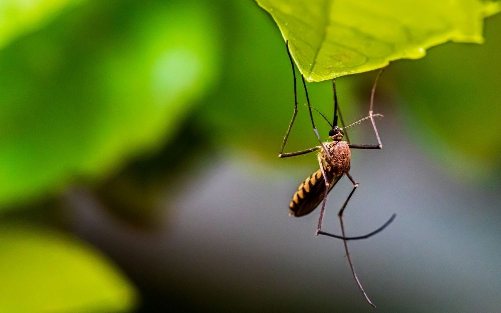 The best insect repellents of 2024