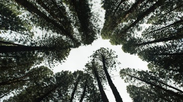 Pine tree canopy in Hawaii seen from below