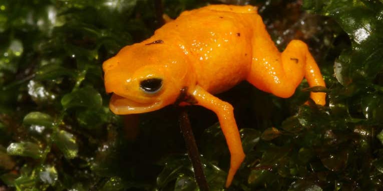 This adorable new toadlet has glowing bones