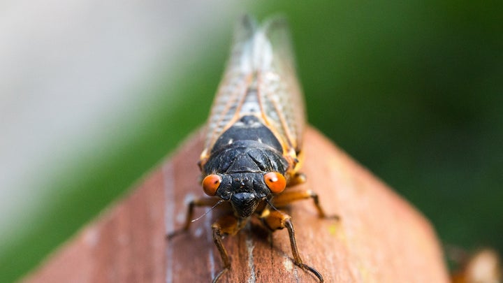 Periodical cicada with red eyes on a piece of wood