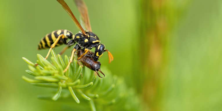 Wasps are the bee’s knees