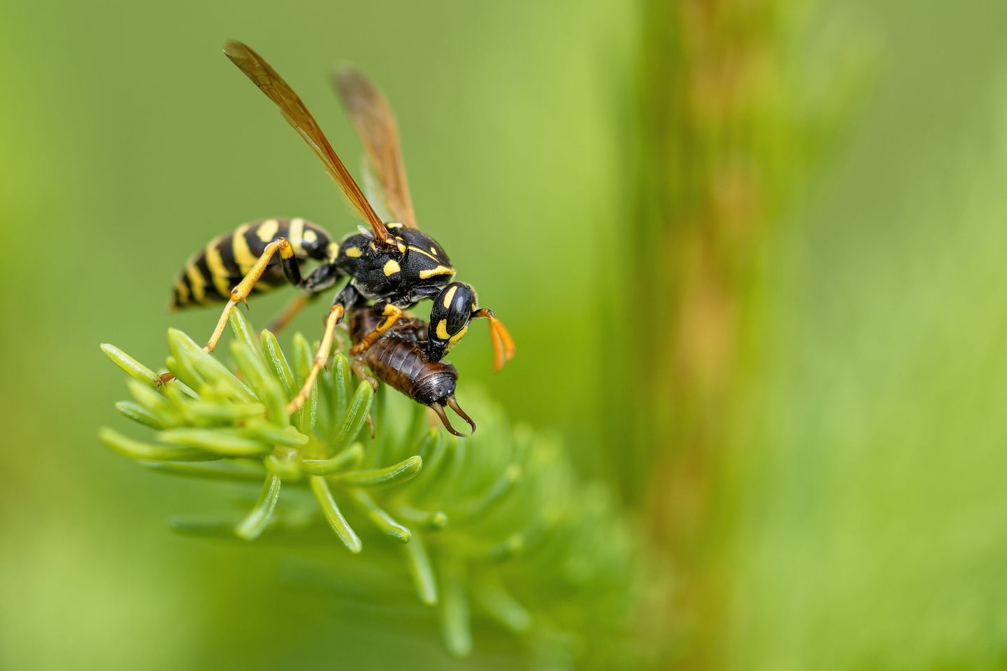 wasp eating bug