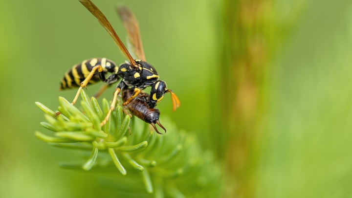 wasp eating bug