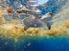 green turtle swimming in sargasso sea