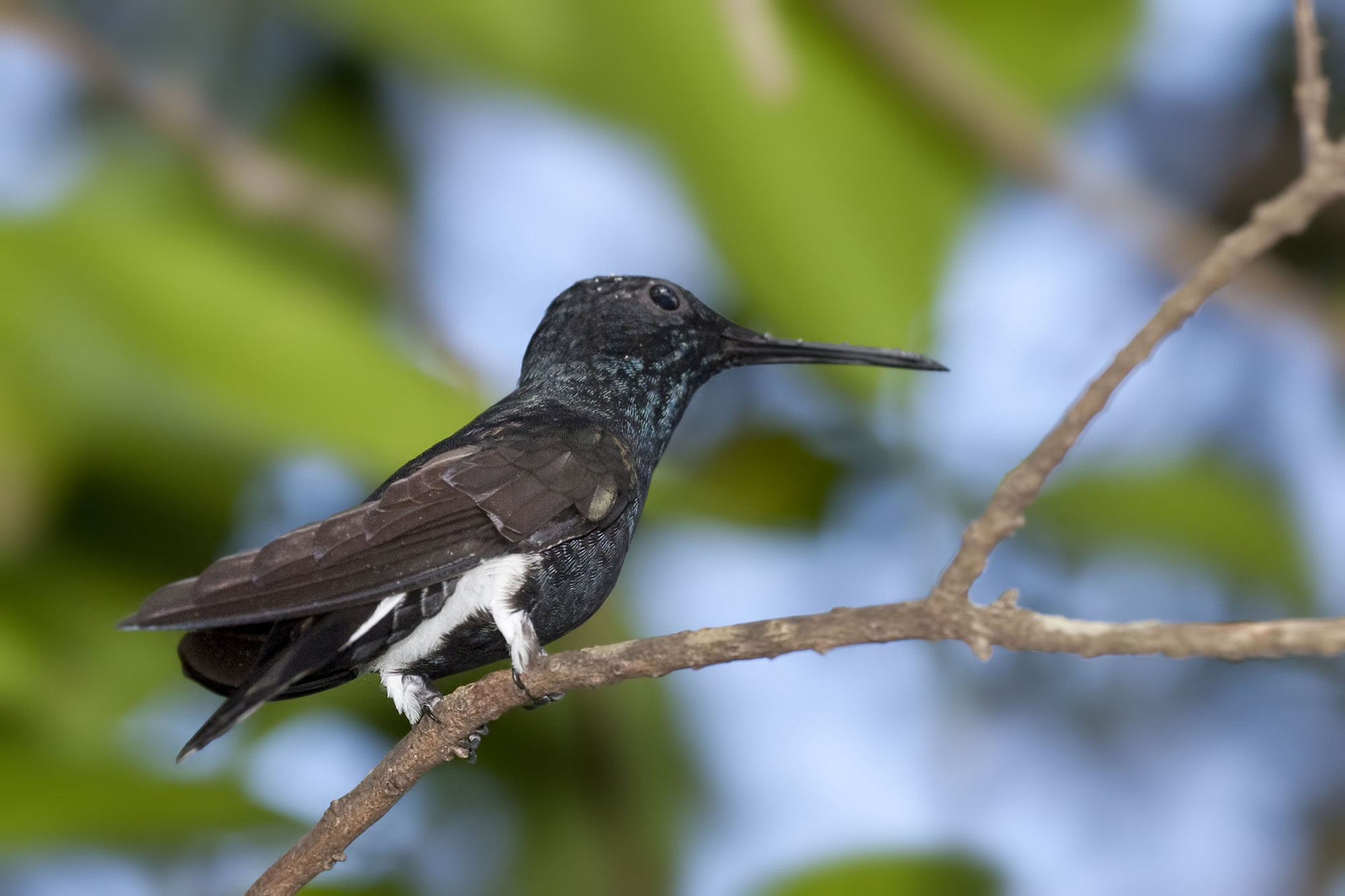 Hummingbirds routinely hit 9Gs like it’s no big deal