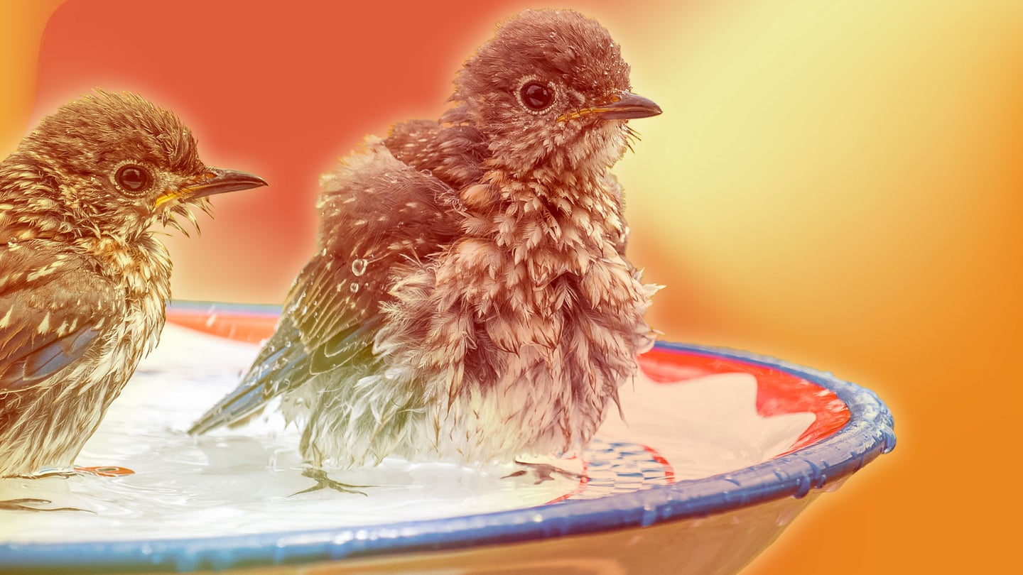 Two round birds in a birdbath.