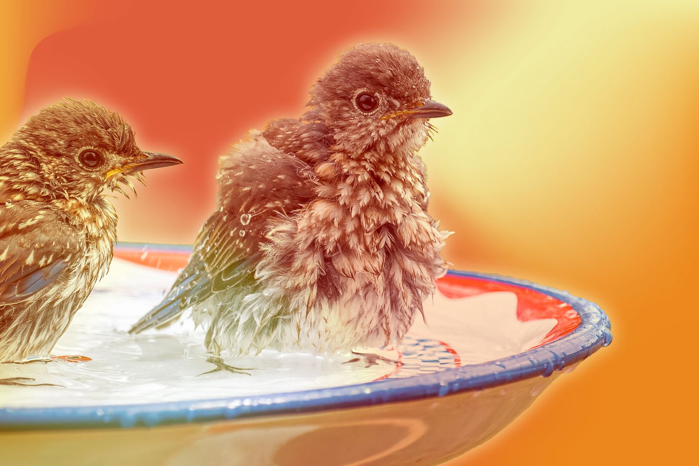 Two round birds in a birdbath.