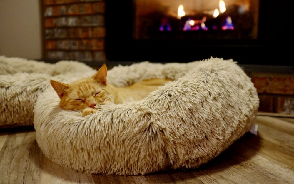 The best cat beds of 2023