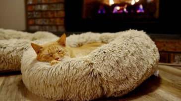 The best cat beds of 2023