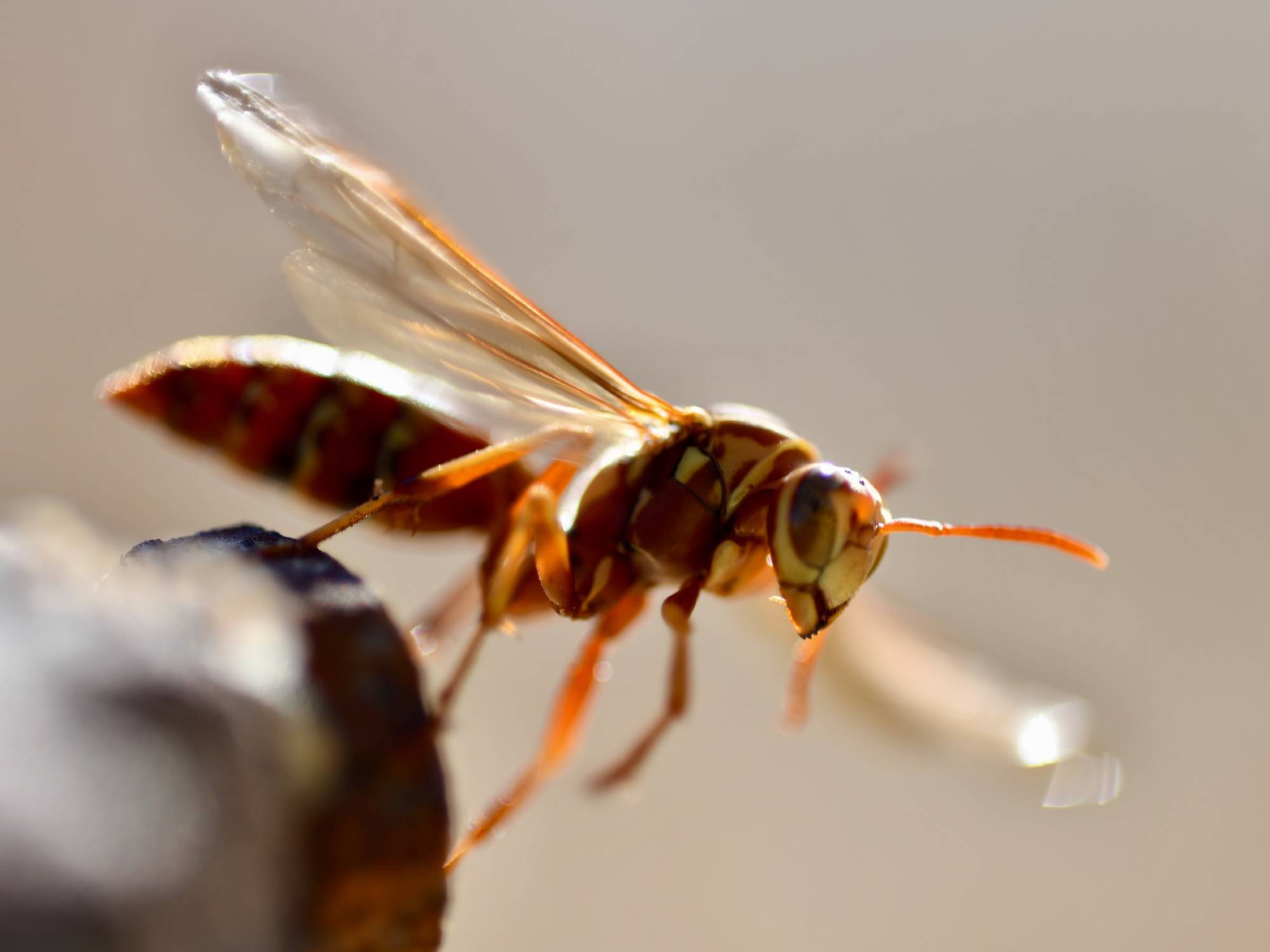 Close up image of a wasp