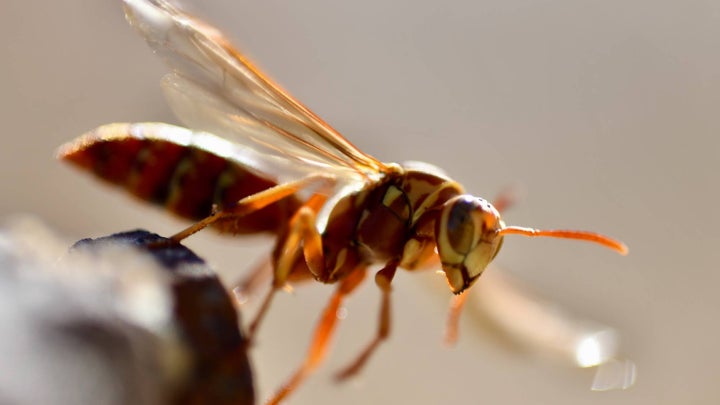 Close up image of a wasp